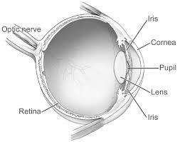 Eye Anatomy